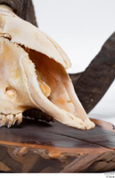  Skull Mouflon Ovis orientalis head skull 0011.jpg